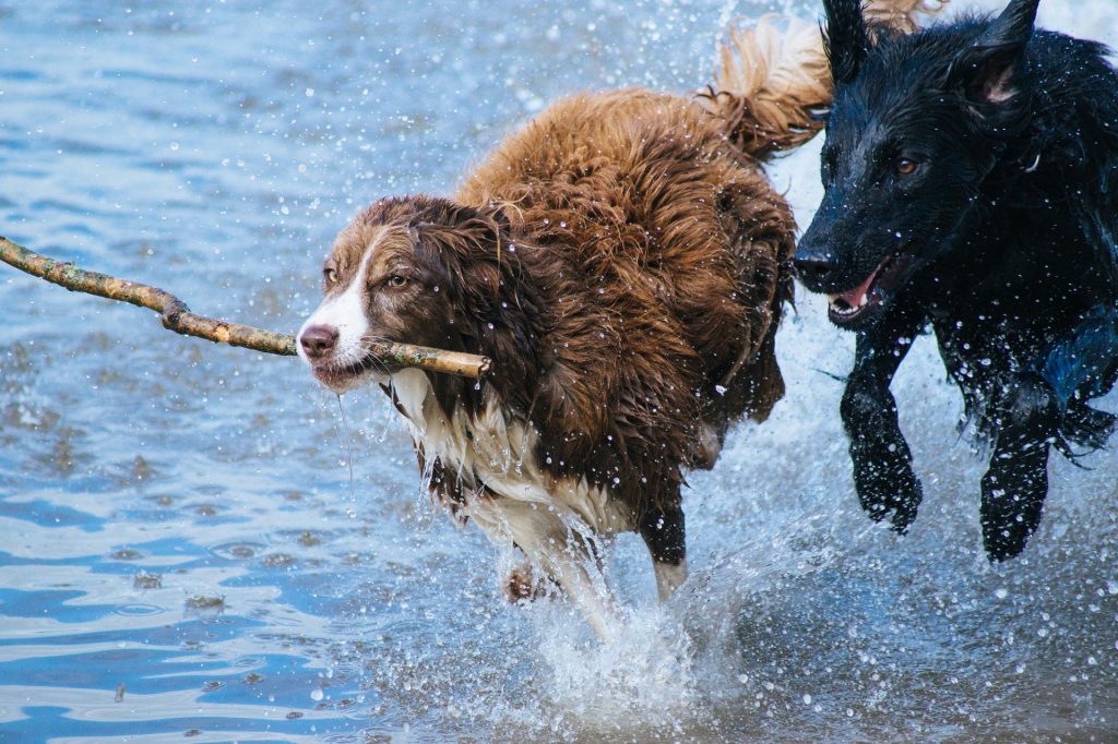 Bild - Hundar som springer på vatten